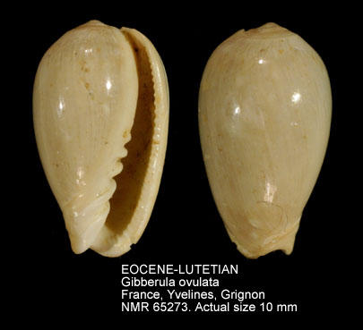 EOCENE-LUTETIAN Gibberula ovulata.jpg - EOCENE-LUTETIANGibberula ovulata(Lamarck,1803)